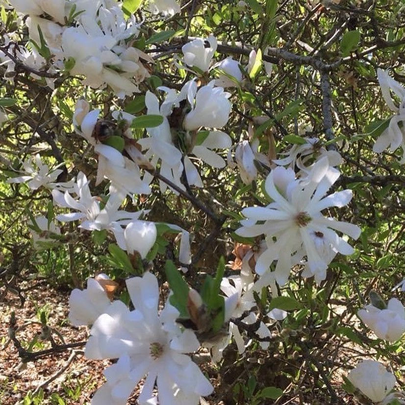 Magnolia stellata Waterlilly 1
