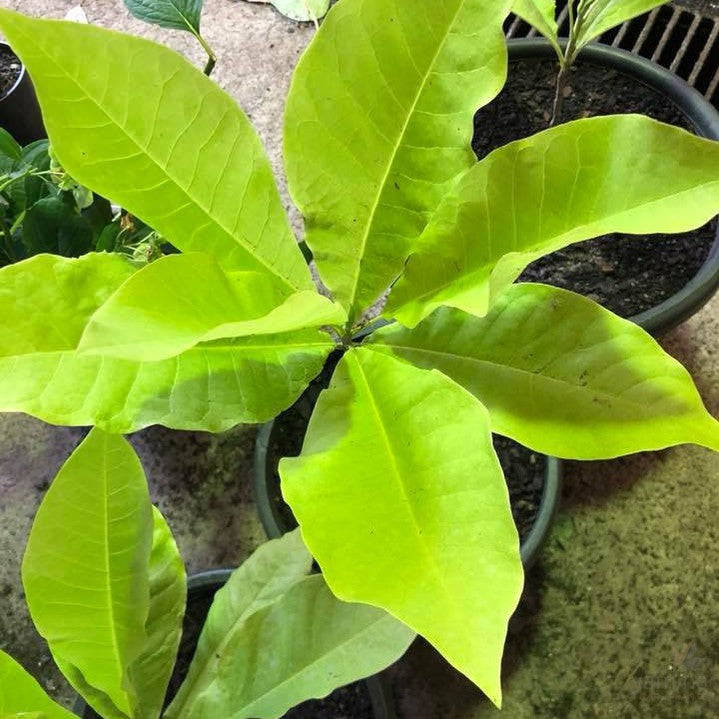 Magnolia tripetala 1