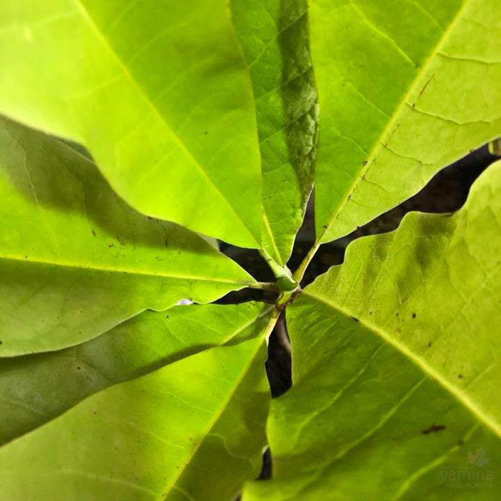 Magnolia tripetala 2