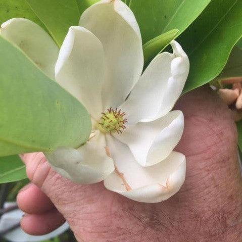 Magnolia virginiana 1