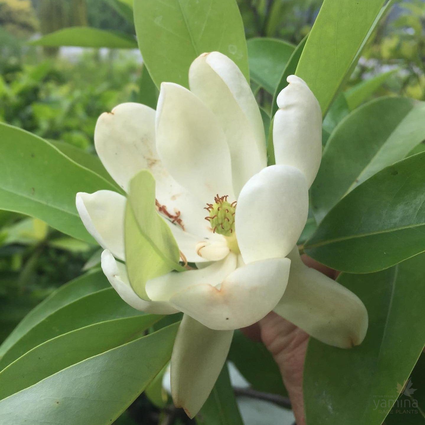 Magnolia virginiana 3