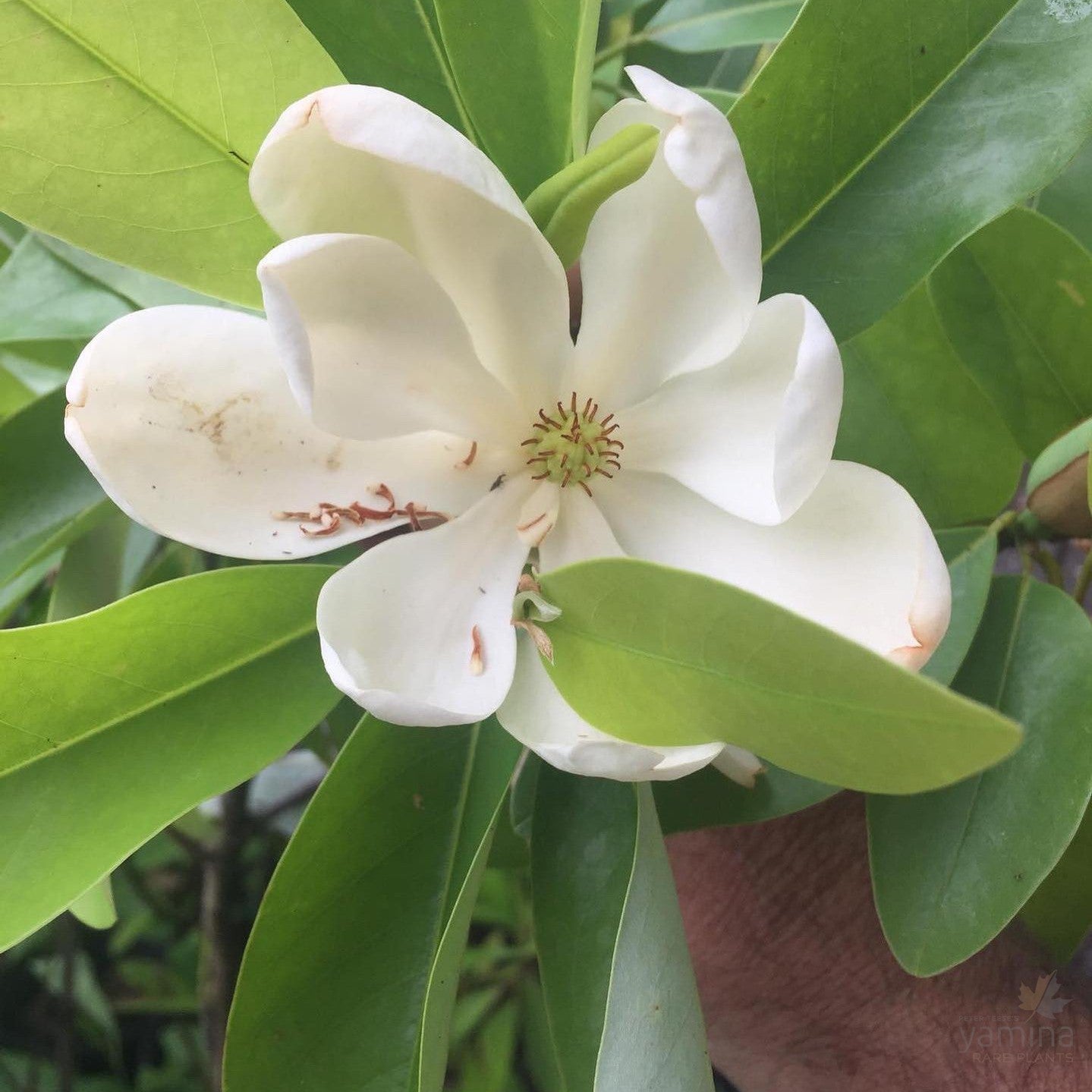Magnolia virginiana 4