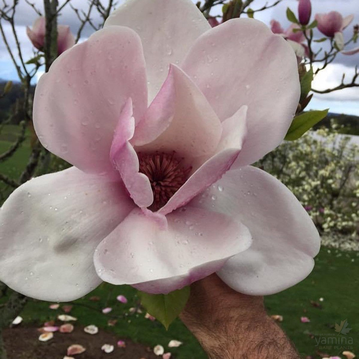 Magnolia x Atlas