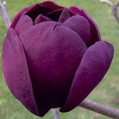 Magnolia x Black Tulip 1