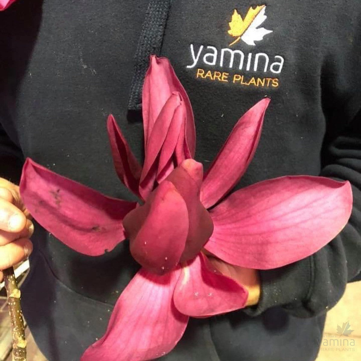 Magnolia x Burgundy Star 1