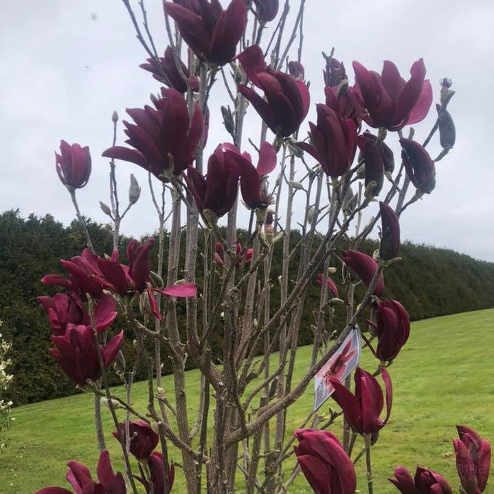 Magnolia x Burgundy Star 3