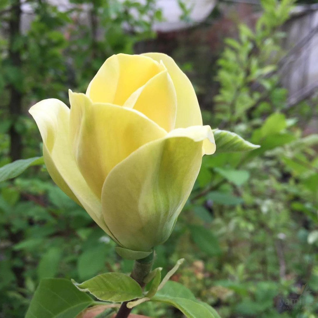 Magnolia x Butterfly 1