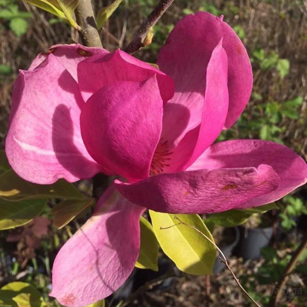 Magnolia x Cleopatra 1