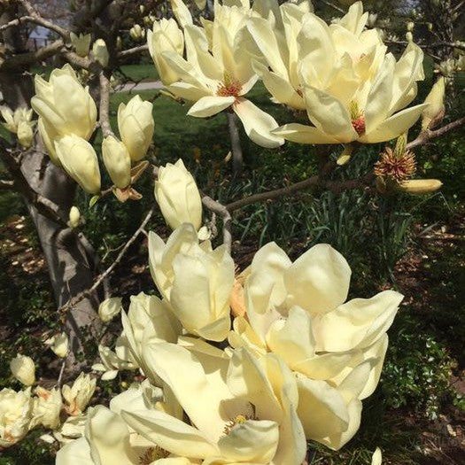 Magnolia x Elizabeth 1