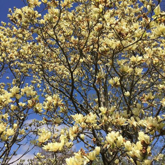 Magnolia x Elizabeth 2