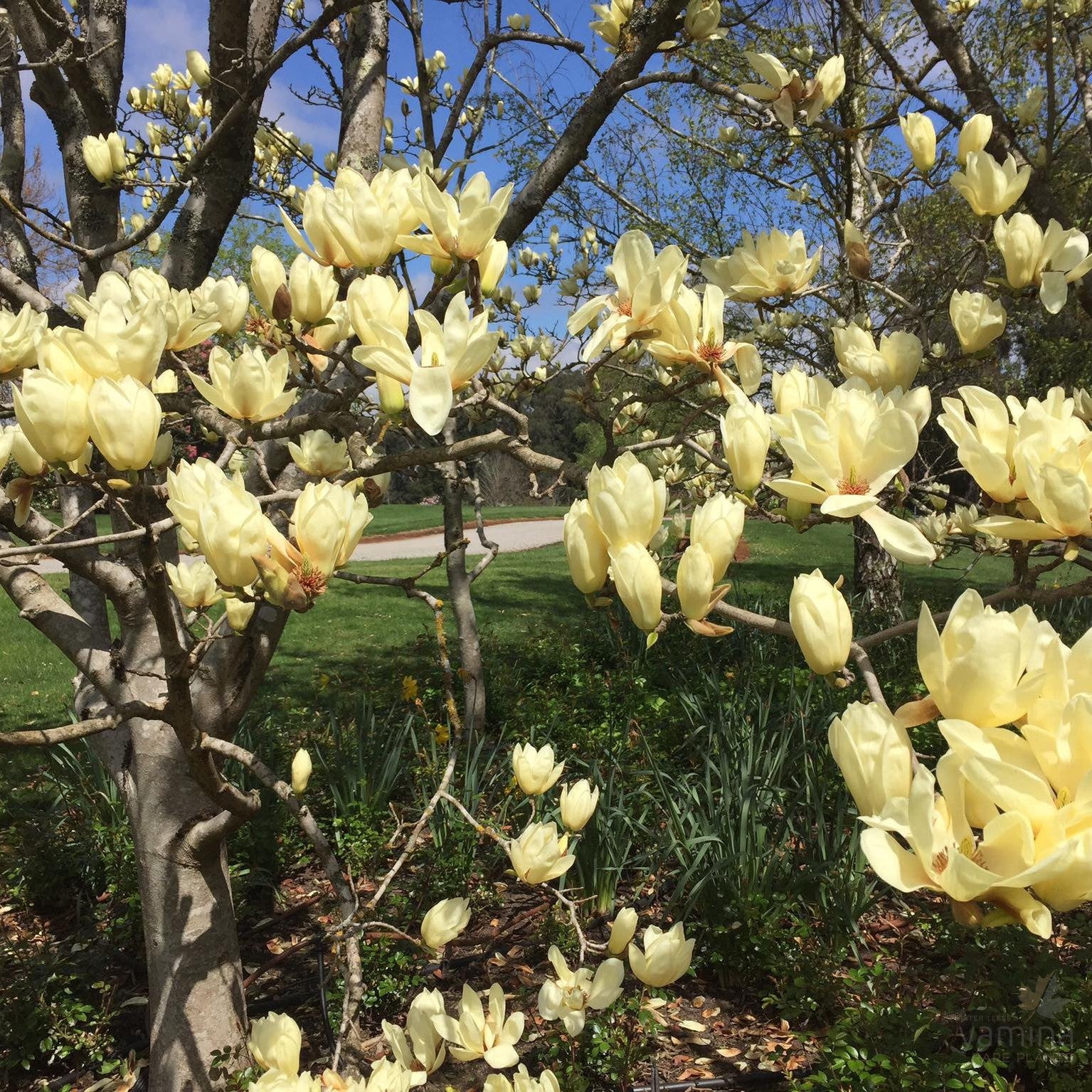 Magnolia x Elizabeth 3