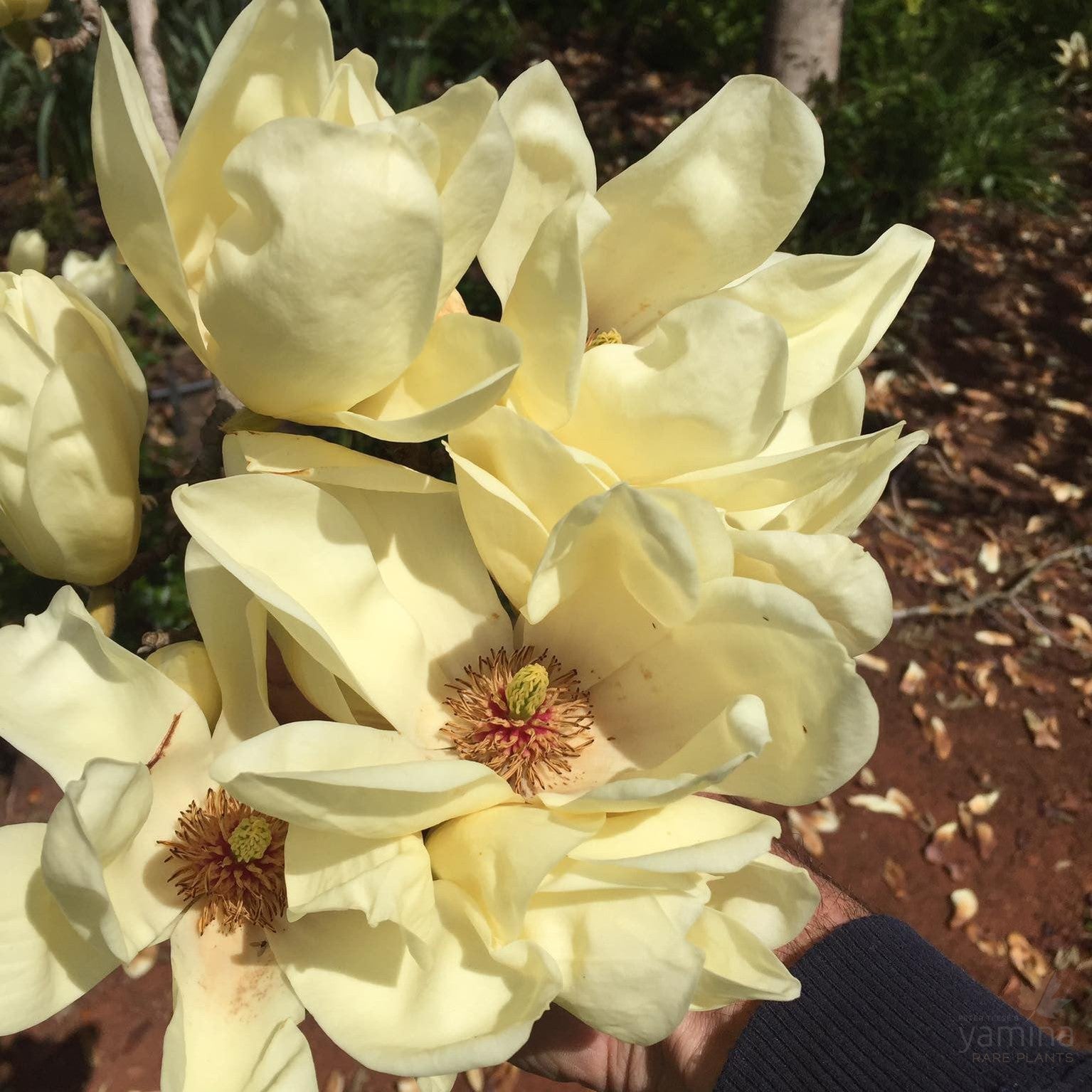 Magnolia x Elizabeth 4