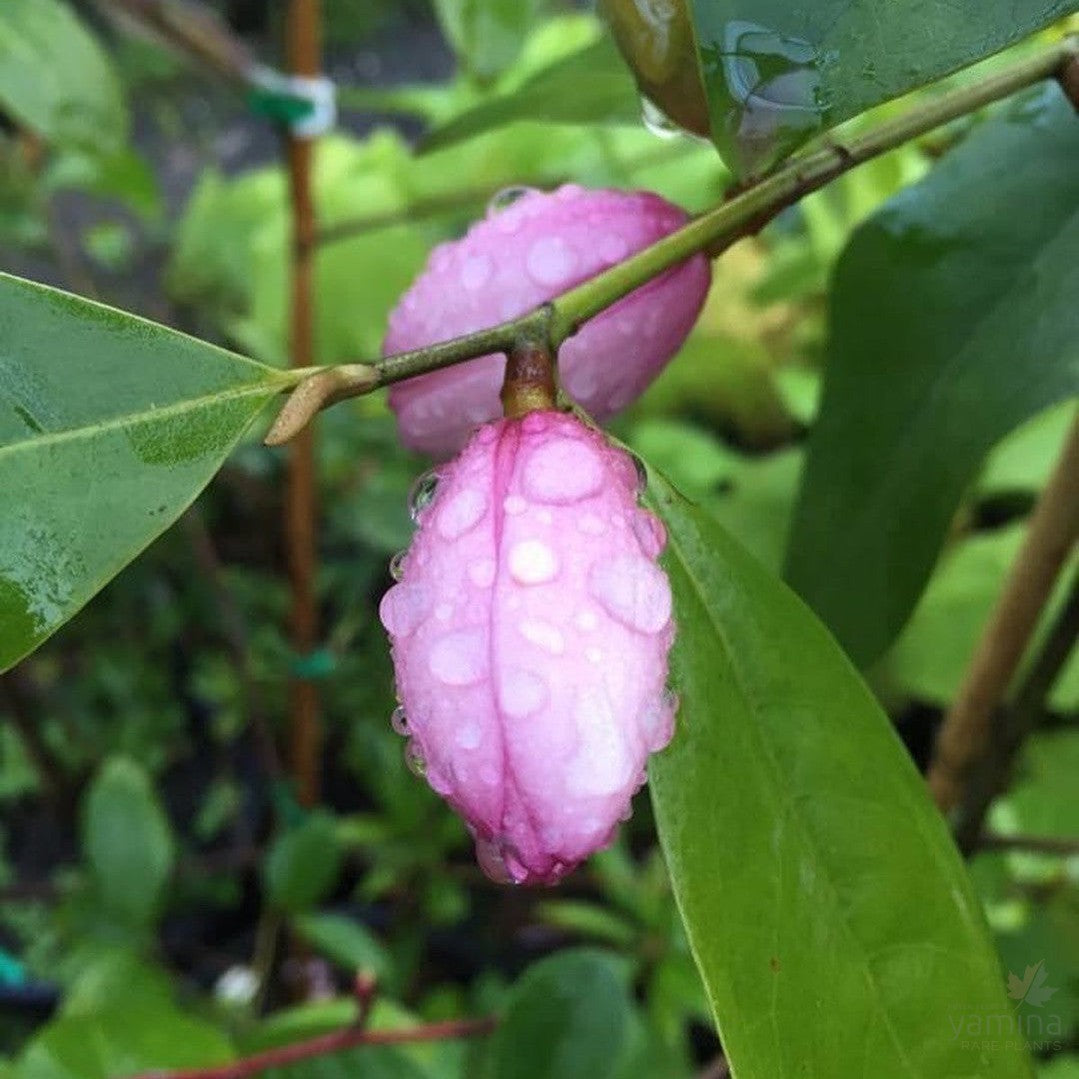 Magnolia x Fairy Blush 2