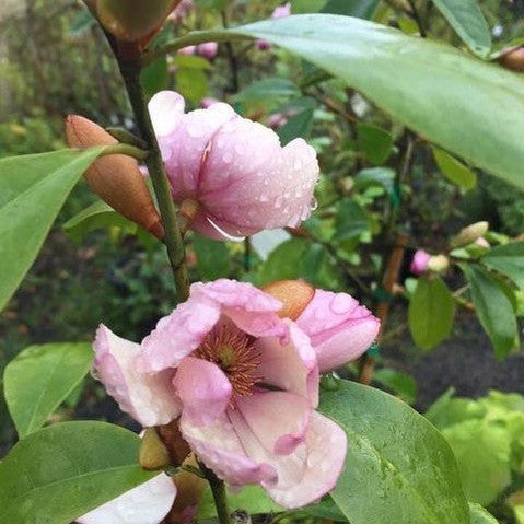 Magnolia x Fairy Blush 3