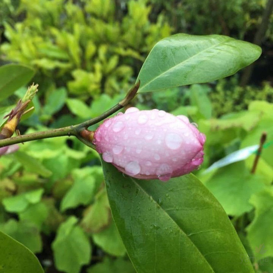 Magnolia x Fairy Blush 4