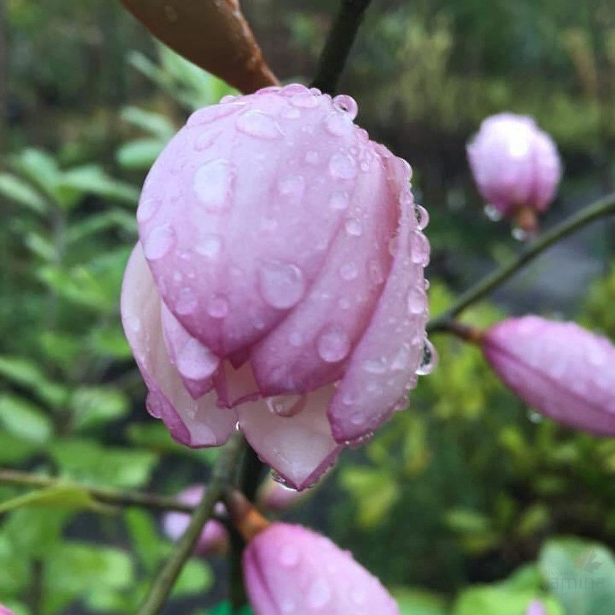 Magnolia x Fairy Blush 5