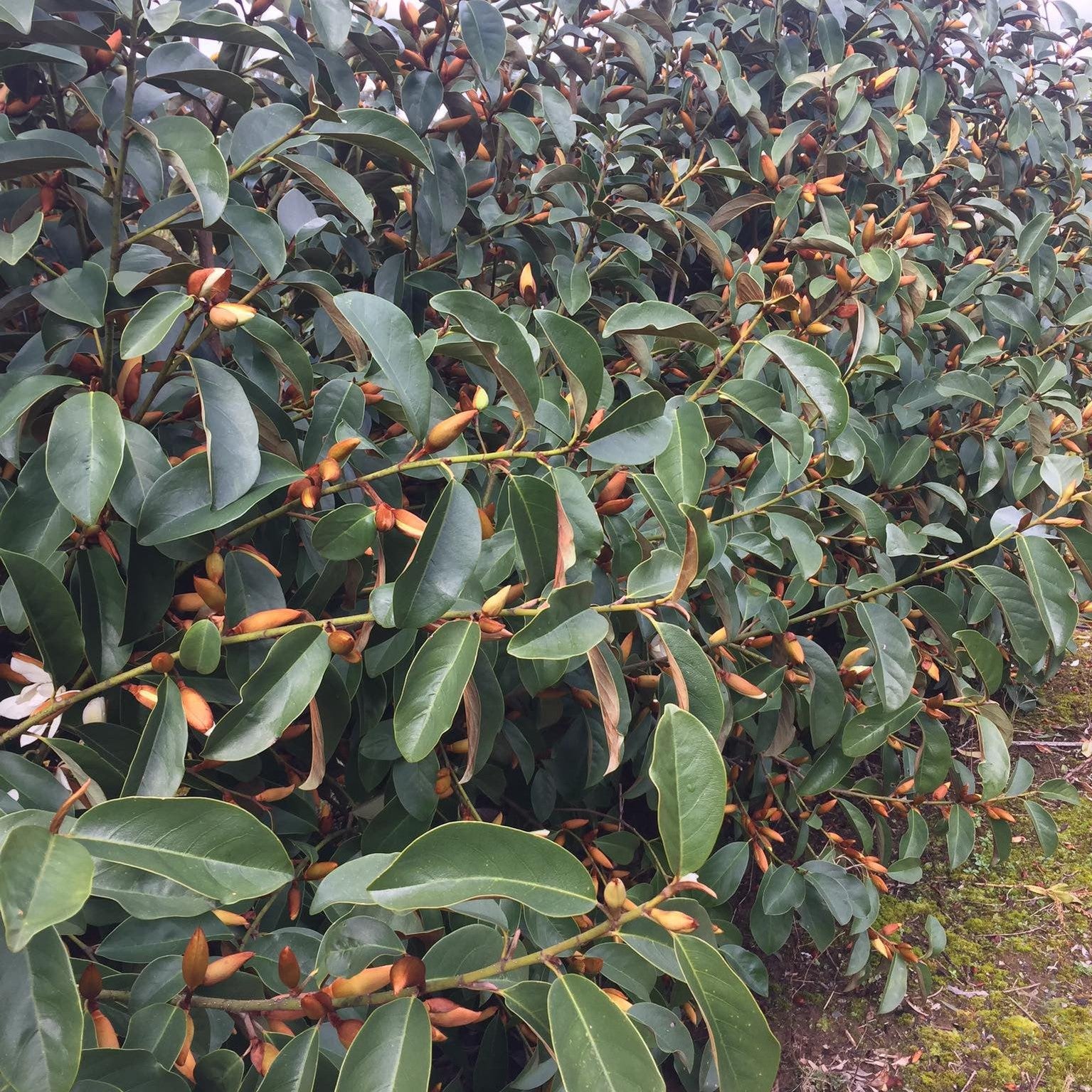 Magnolia x Fairy White 3