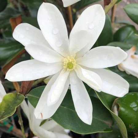 Magnolia x Inspiration 1