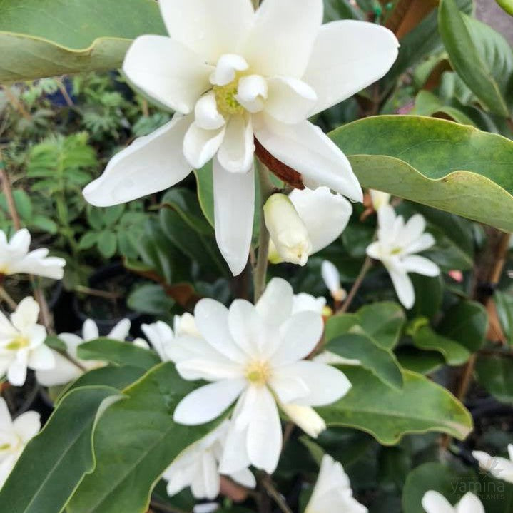 Magnolia x Inspiration 2