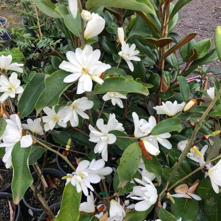 Magnolia x Inspiration 3