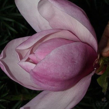 Magnolia x Iolanthe 1