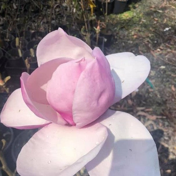 Magnolia x Iolanthe 2