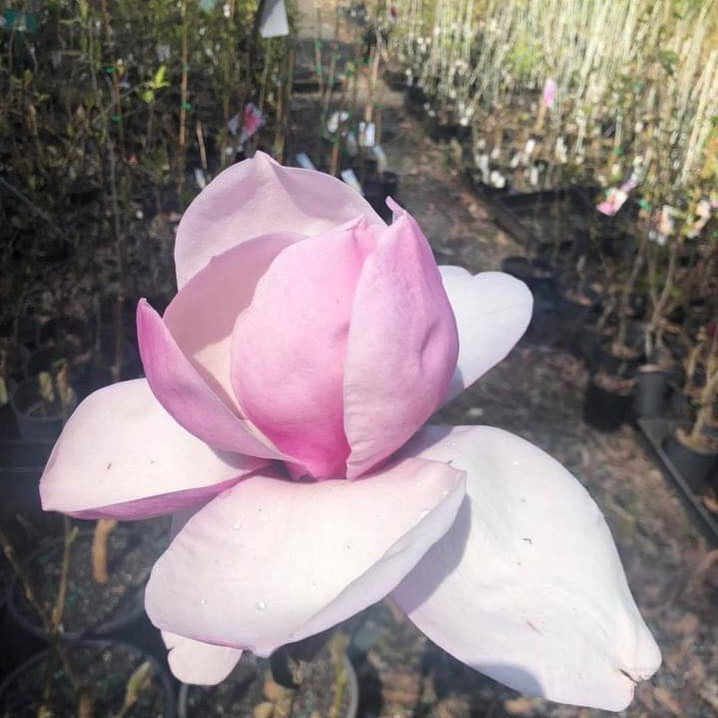 Magnolia x Iolanthe 3