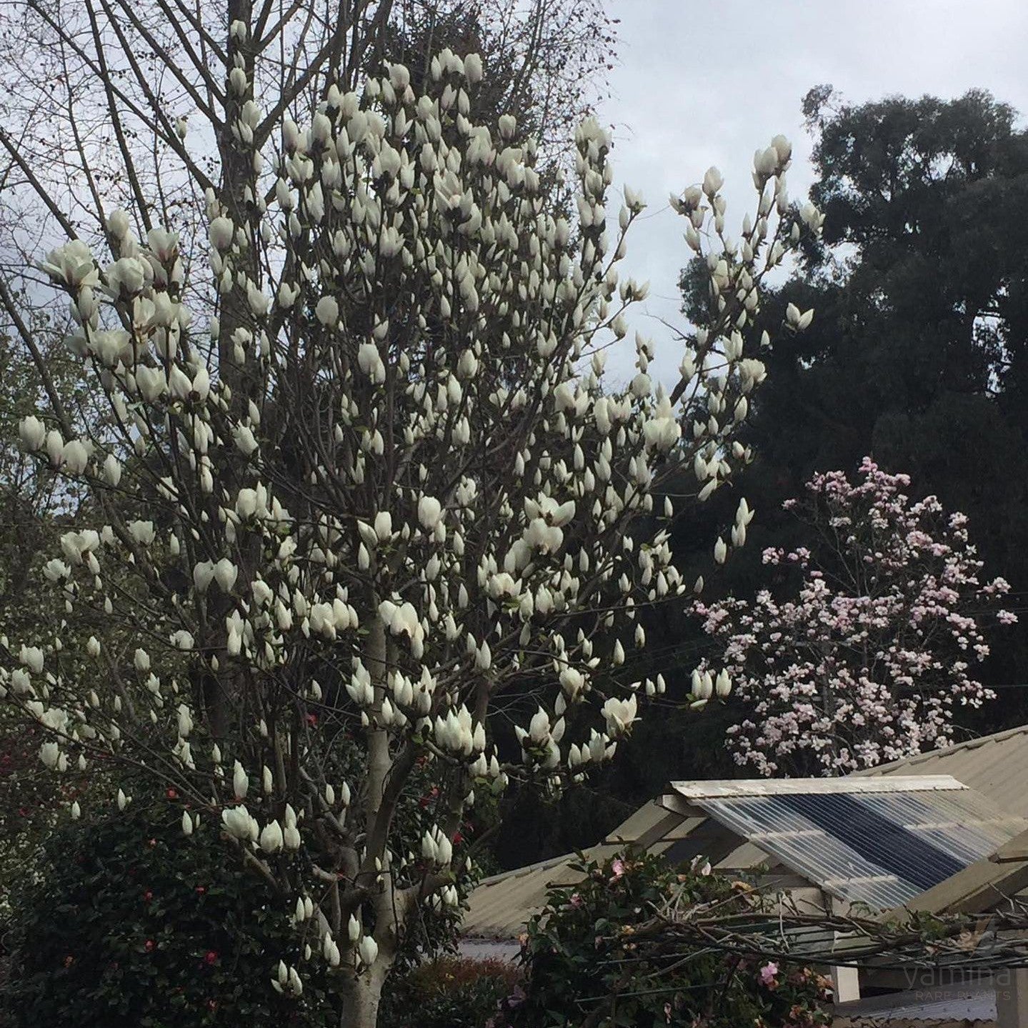 Magnolia x Manchu Fan 1