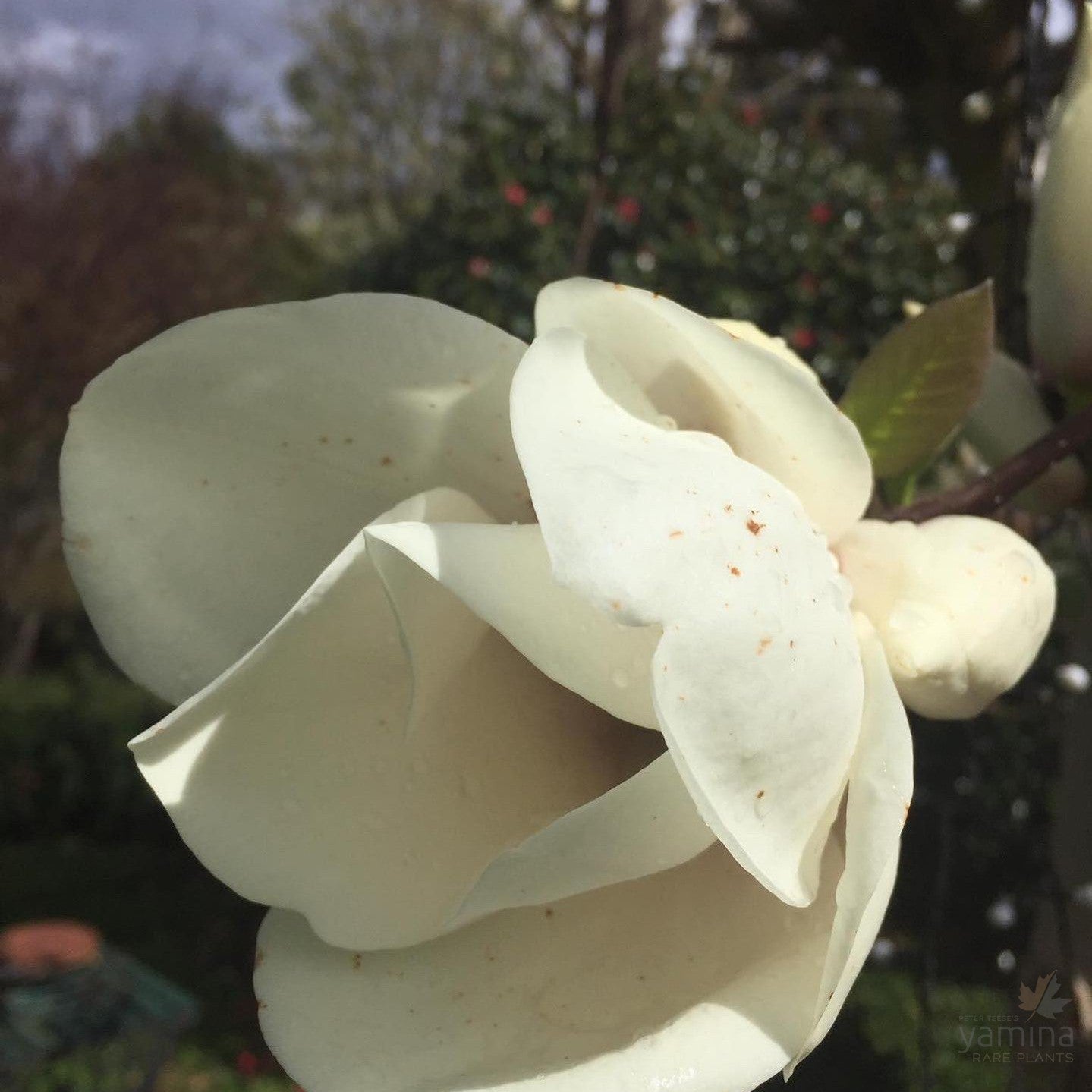 Magnolia x Manchu Fan 3