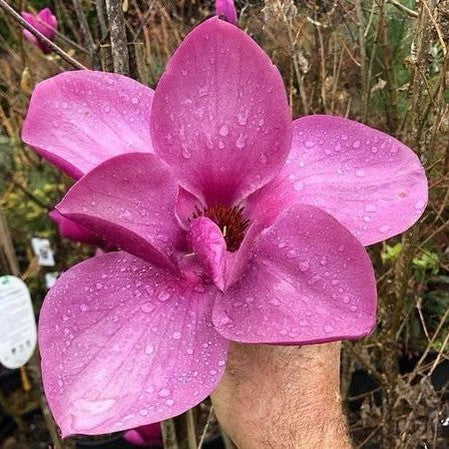 Magnolia x Royal Purple 1