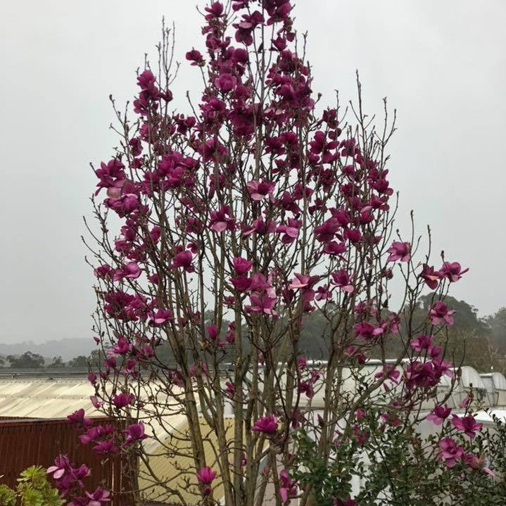 Magnolia x Royal Purple 2