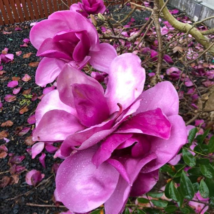 Magnolia x Royal Purple 3