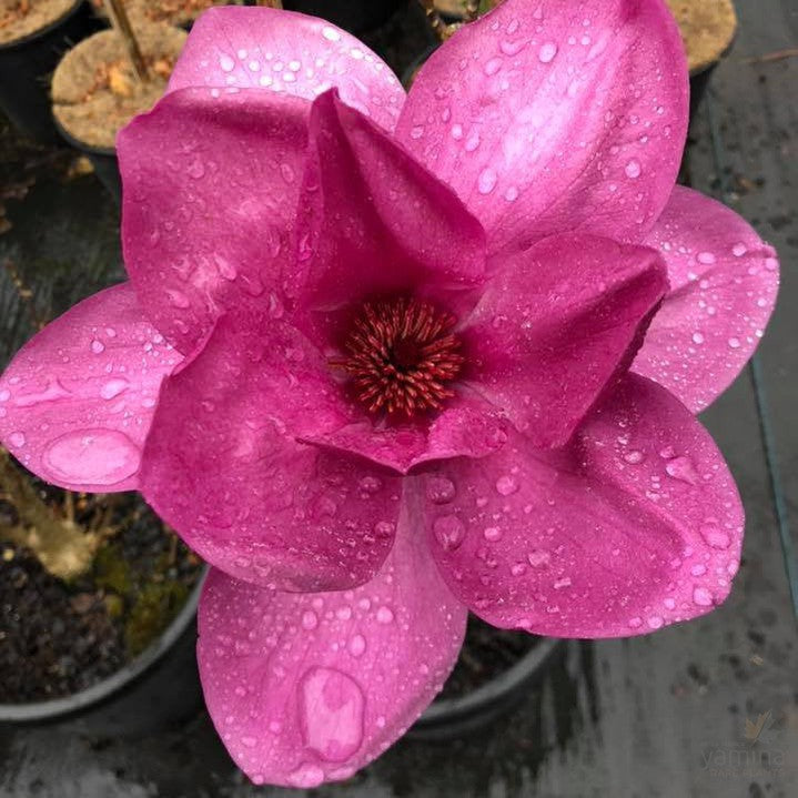 Magnolia x Royal Purple 4