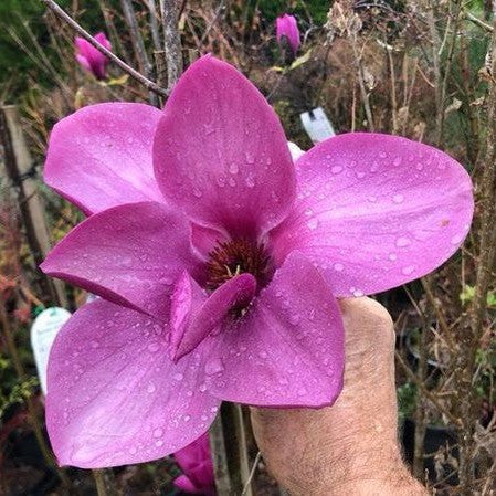 Magnolia x Royal Purple 5