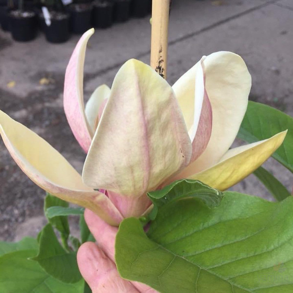 Magnolia x Sunsation 2