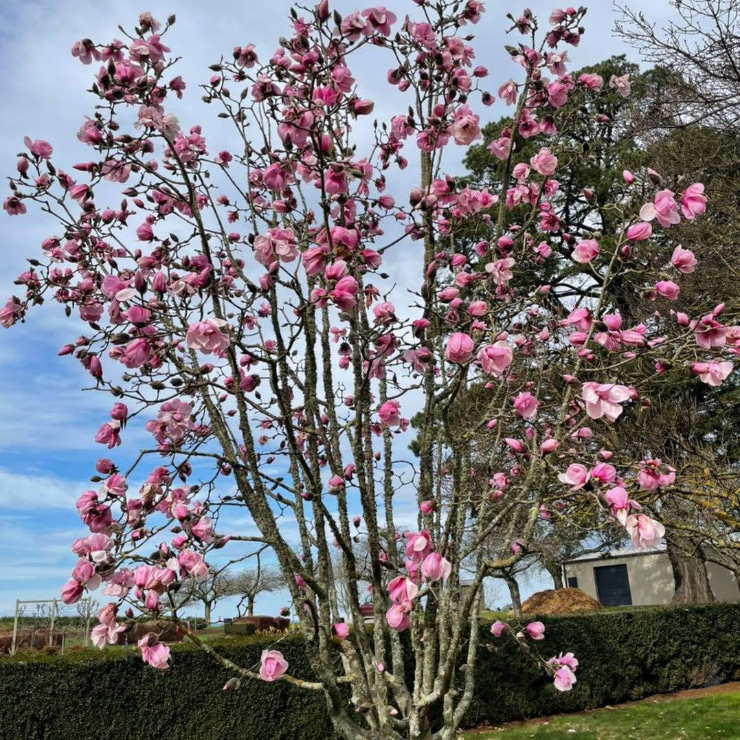 Magnolia x Sweetheart 2