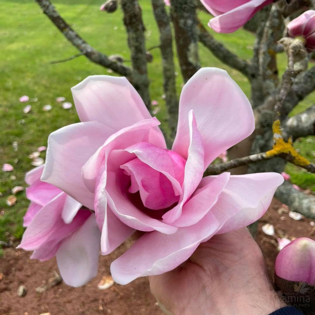 Magnolia x Sweetheart 3
