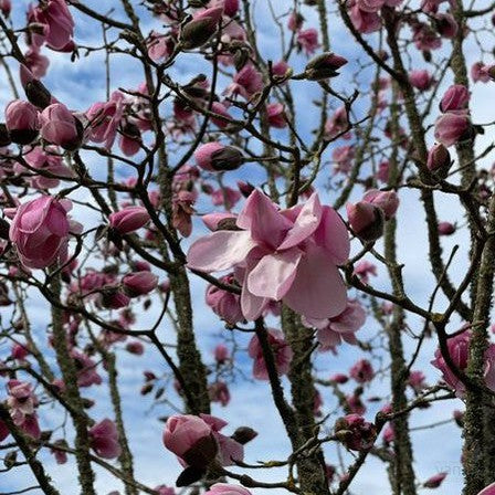 Magnolia x Sweetheart 4