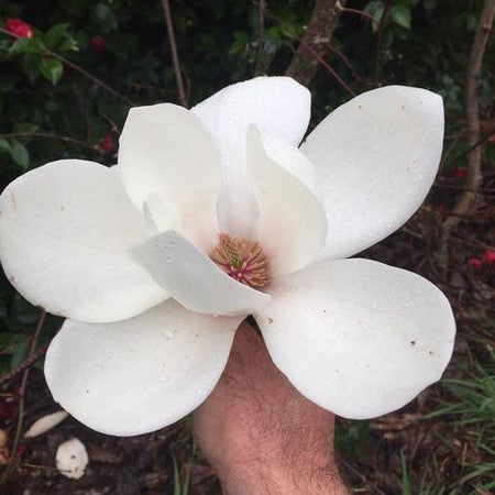Magnolia x Tina Durio 3