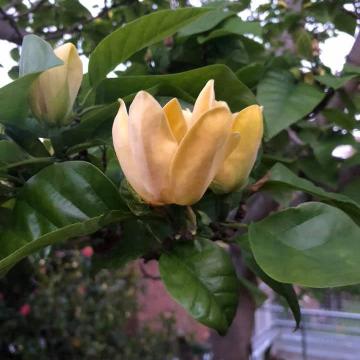 Magnolia x Yellow Bird 1