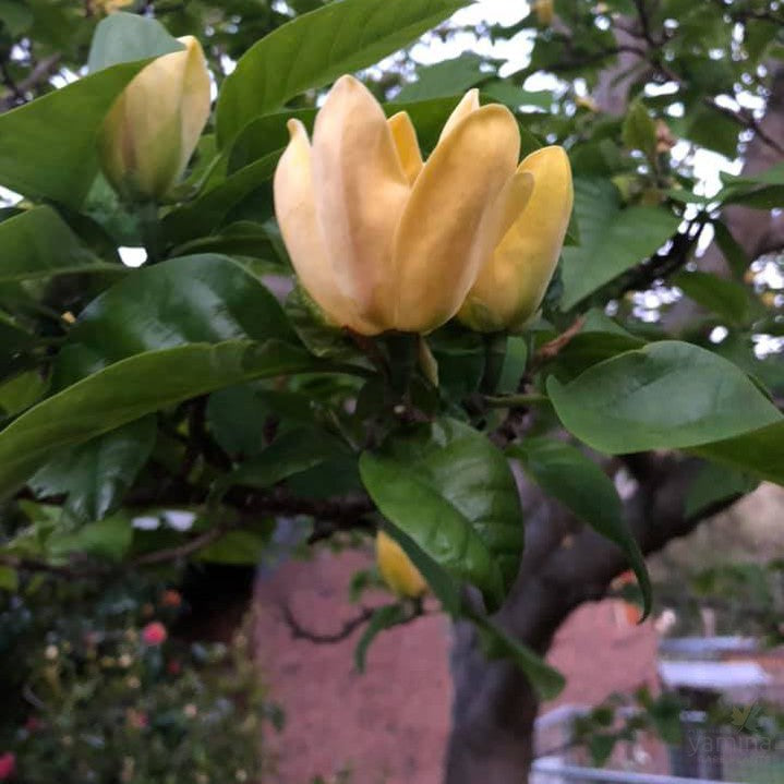 Magnolia x Yellow Bird 2