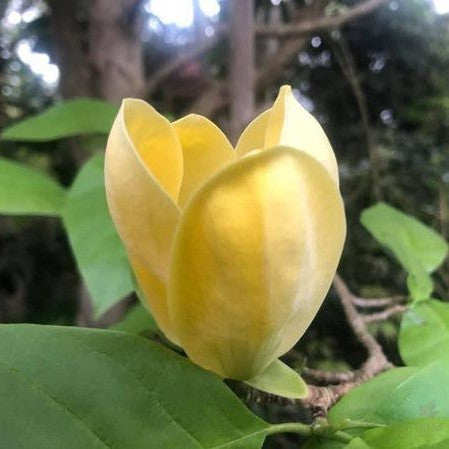 Magnolia x Yellow Bird 5