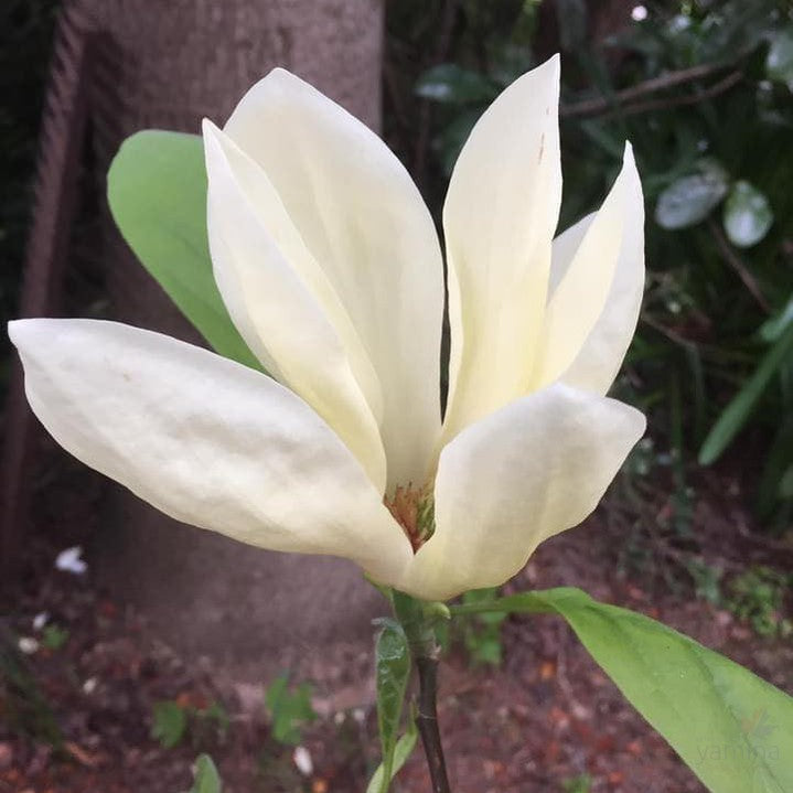 Magnolia x Yellow Lantern 1