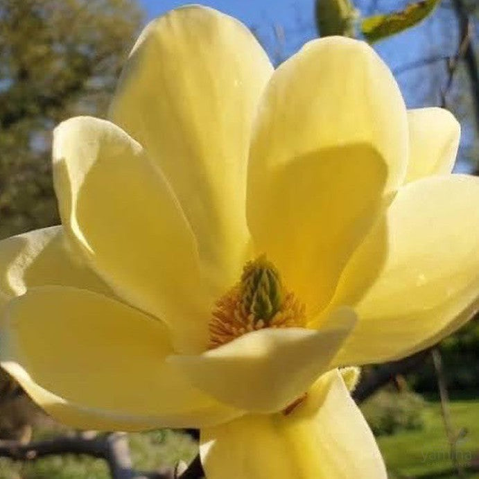 Magnolia x brooklynensis Lois