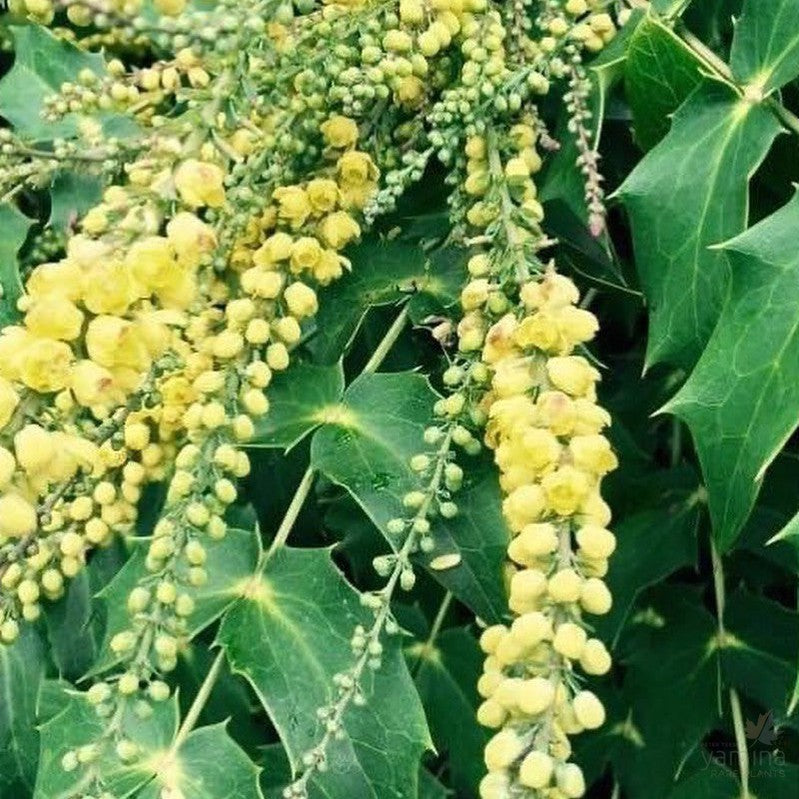 Mahonia japonica 1