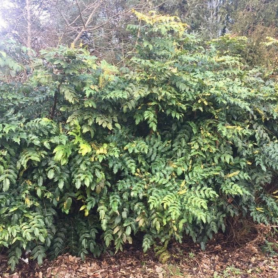 Mahonia japonica 4