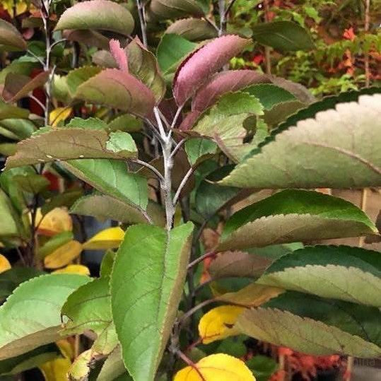 Malus Pioneer Rose 1