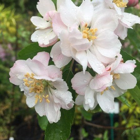 Malus ioensis Plena 5