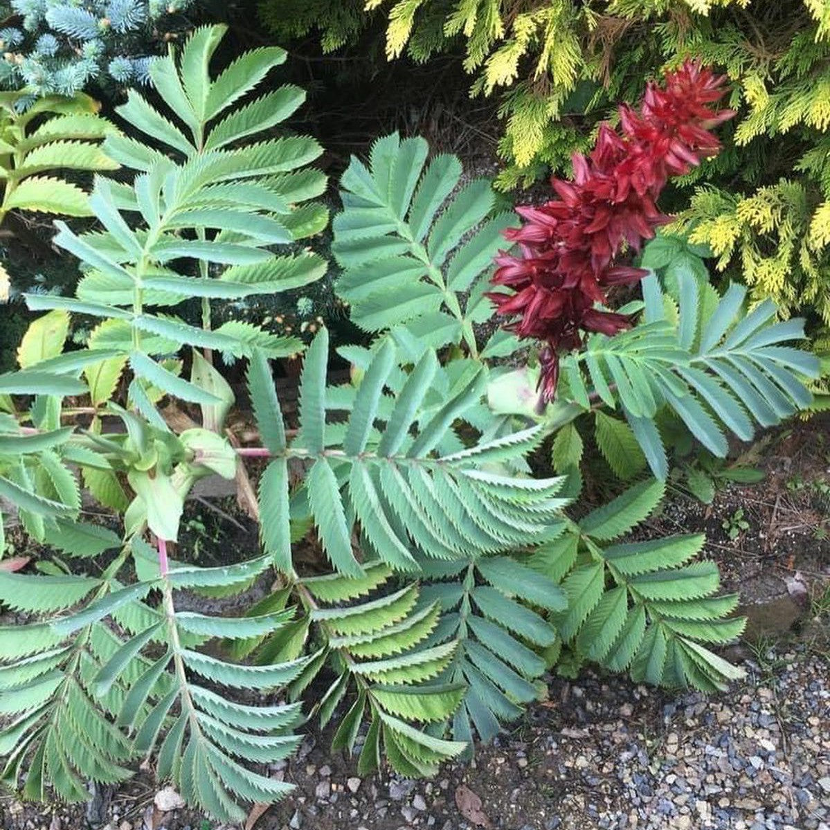Melianthus major 2
