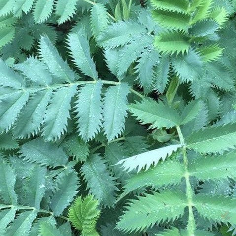 Melianthus major 3